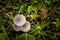 A close up macro photograph looking straight down on a group or cluster of mushrooms growing in the middle of a patch of green