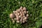 A close up macro photograph looking straight down on a group or cluster of mushrooms growing in the middle of a patch of green