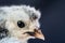 Close up macro photography baby white Appenzeller chick on dark blue background