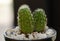 Close up and macro photography of cactus with dew drop. Cactus is a member of the plant family Cactaceae,