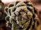 Close up macro photography of a Haworthia reinwardtii, dragon plant, xanthorrhoeaceae, hawortia erectus