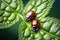 Close up macro photography of lady bugs walking over leaf.