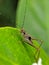 close-up, macro photography of unique striped crickets