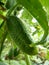 Close Up Macro of Pickling Cucumber Fruit