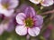 Close up Macro of pink flower head of Saxifraga rosacea, Irish saxifrage. Beautiful spring blossom. Gardening concept