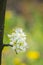 Close up macro plum branch white flowers with blurred background