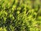 Close up, macro of Polytrichum commune green leaves, haircap moss in sunlight. Seasonal nature background with bokeh and