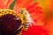 A close up macro portrait of a honey bee sitting on a helenium moerheim or mariachi flower collecting pollen to bring back to its