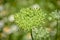 Close up macro of pre-bloom Daucus pusillus American Wild Carrot. Texas Wildflowers