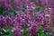 Close up macro purple grass flower