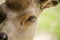 Close Up Macro of Red Deer Hind Face with Focus on the Eye. Unusual view.