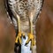 Close up macro of red shouldered hawk talons (Buteo lineatus) gripped on metal post