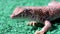 Close up macro of reptile body sunbathing a Saudi fringe-fingered lizard (Acanthodactylus gongrorhynchatus)