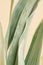 Close up macro sansevieria trifasciata cv pattern leave texture abstract beige pastel background.Leaf minimal desktop wallpaper,