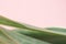 Close up macro sansevieria trifasciata cv pattern leave texture abstract pink pastel background.Leaf minimal desktop wallpaper,