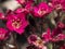 Close up macro of Saxifraga arendsii, mossy saxifrage Beautiful purple spring flowers blooming in the rock garden