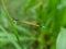 Close-up Macro shoot of demselfly in field