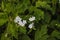 Close up, macro shooting with light blue small flowers on green leaves