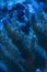 Close up macro shot of acropora sps coral tentacles