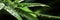 Close up macro shot of beautiful water drops on bamboo leaf,leaves background.abstract detailed foliage.quietly poetic concepts.