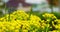 Close-up macro shot of a bee collects pollen and pollinates blooming yellow flower and flying away