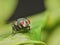 Close up macro shot of a Blowfly Green / Blue in the garden, photo taken in the United Kingdom