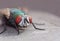 Close up macro shot of a Blowfly Green / Blue in the garden, photo taken in the United Kingdom