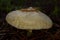 close-up macro shot of a brown mushroom, Hymenopellis radicata, with dark background