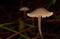 close-up macro shot of a brown mushroom, Mycena vitilis , with dark background