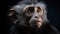 Close up macro shot of a charming Capuchin monkey with piercing eyes on dark background