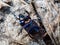 Close-up and macro shot of dor beetle earth-boring dung-beetle on the ground upside down with group of mites on body with