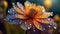 close-up macro shot of a flower adorned with dewdrops, Macro, intricate, delicate, nature