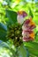 Close-up macro shot of flowers of Costus lucanusianus or African Spiral Flag plant