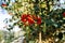 Close-up macro shot of Ilex aquifolium red berries and green leaves - Christmas