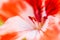 Close-up macro shot inside flower bud