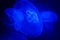 Close-up, macro shot of jellyfish in ultraviolet light on deep blue background