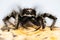 Close-up macro shot of Jumping Spider, Zebra Back Spider, Spider, Salticus scenicus, Salticidae - MALE