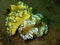 Close-up and macro shot mating nudibranch, the beauty of underwater world diving in Sabah, Borneo.