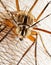 close up macro shot of mosquito Culicidae insect