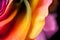 Close up macro shot of multicolored articial rose.