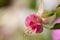 Close-up Macro Shot of Pelargonium or Garden Geranium Flowers of Fuchsia Tryphylla Sort