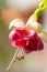 Close-up Macro Shot of Pelargonium or Garden Geranium Flowers of Fuchsia Tryphylla Sort