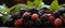 Close-up macro shot of a perfectly arranged expanse of fresh Mulberries