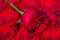 A close up macro shot. Red rose flower. Close up of red roses and water drops. Roses in flower shop. Bright red rose for