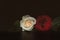 A close up macro shot of a two roses, ceremonial background with water drops