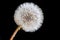 Close-up, macro shot of a whole dandelion in front of a black background