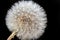 Close-up, macro shot of a whole dandelion in front of a black background