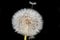 Close-up, macro shot of a whole dandelion in front of a black background