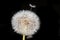 Close-up, macro shot of a whole dandelion in front of a black background