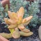 Close up macro shot of a yellow orange sedum nussbaumerianum coppertone stonecrop succulent plant with thick colorful star-